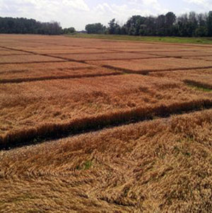 Wheat lodging