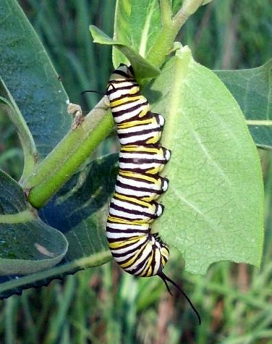 Monarch butterfly larva