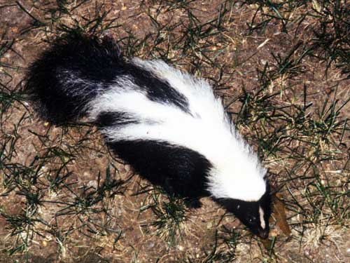 Striped skunk