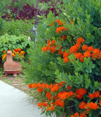 False indego and butterfly weed