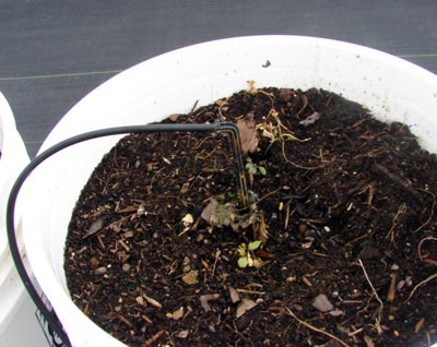 Drip irrigation in bucket