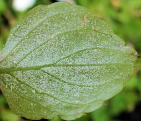 Underside of leaf