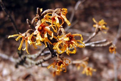 Chinese witch-hazel