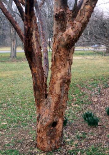 Paperbark maple