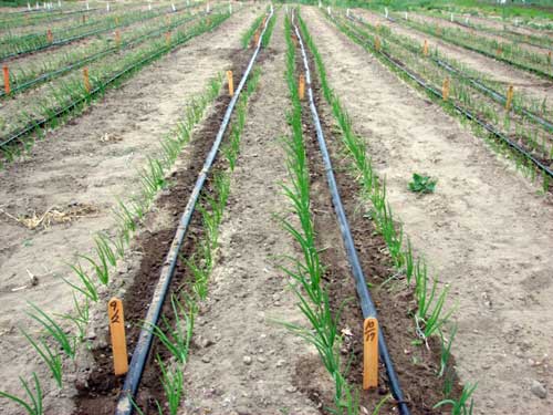 Drip irrigation