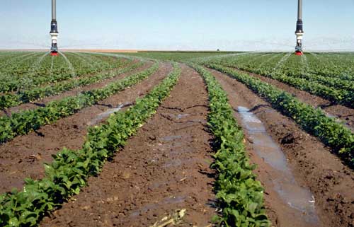 Overhead irrigation