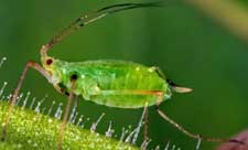 Green peach aphid