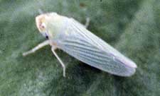 Potato leafhopper