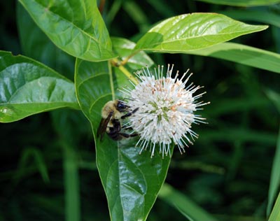 Buttonbush