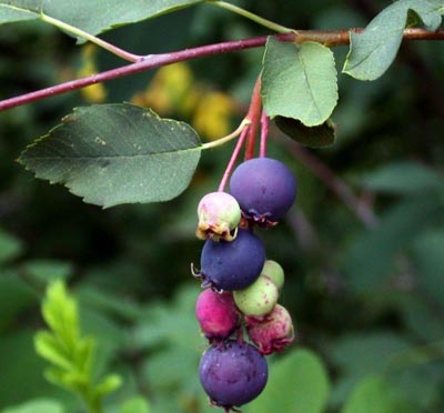 Serviceberry