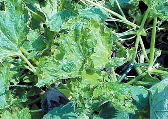 Squash mosaic virus