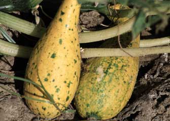 Squash mosaic virus