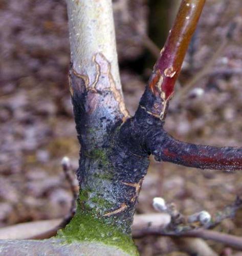 Fireblight canker