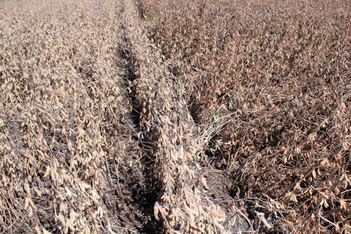 Early planted soybeans