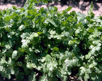 Cilantro