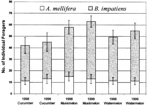 Foraging bee chart