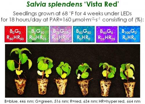 Salvia graph