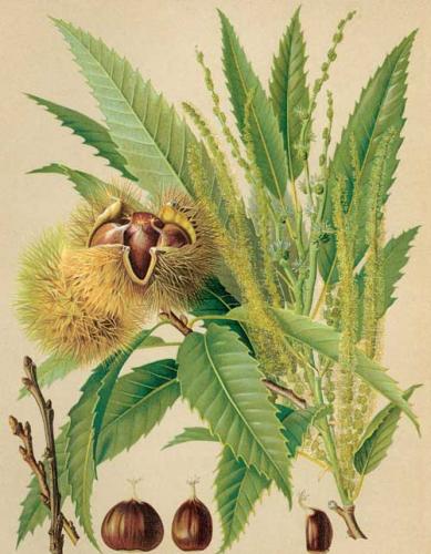 European chestnut