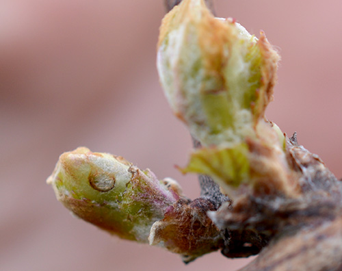 Grape flea beetle damage