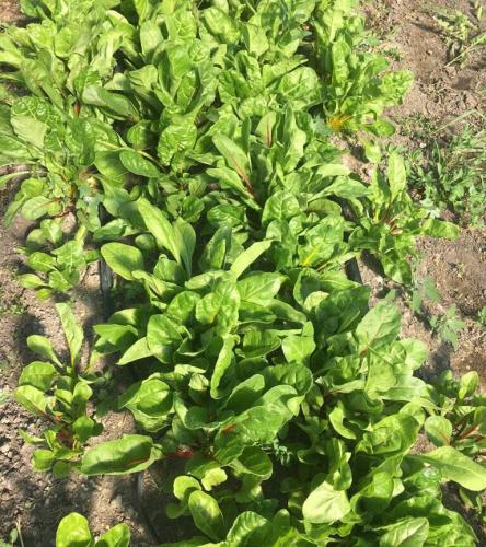 Baby Swiss chard