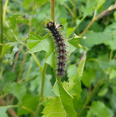 gypsy moth caterpillar