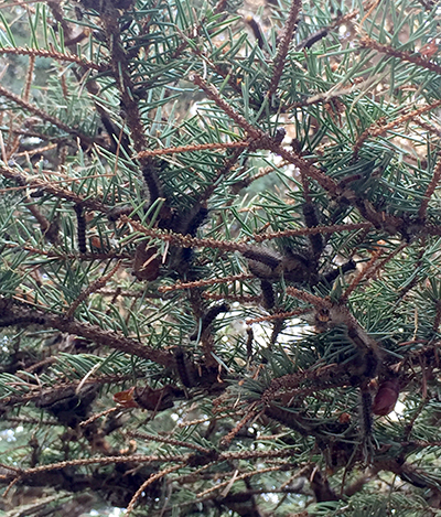 gypsy moth spruce