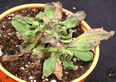 Wilt and plant death of salvia