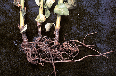 Rotted roots of snapdragon