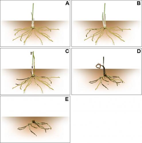 Phytophthora Disease Chart