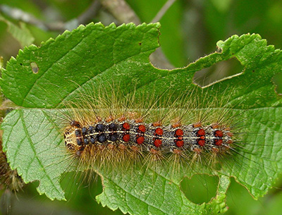 gypsy moth larva