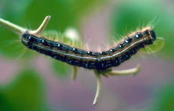 Eastern tent caterpillar