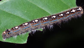 Forest tent caterpillar