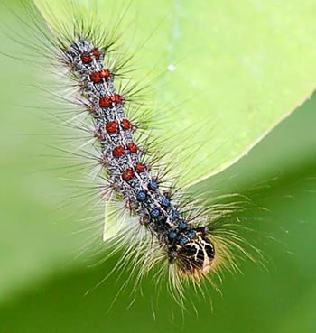 Gypsy moth