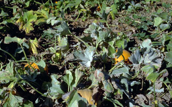 Powdery mildew