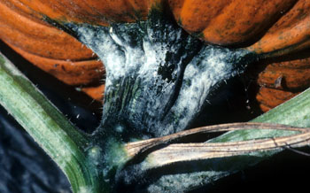 Powdery mildew on pumpkin