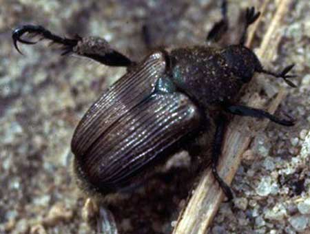 False Japanese beetle