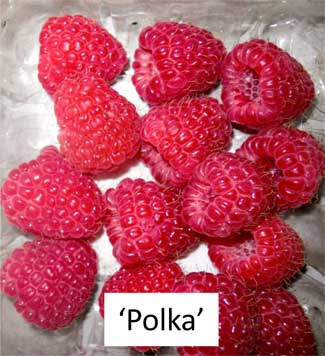 Polka