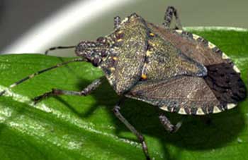 Brown marmorated stink bug