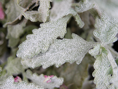 Powdery mildew on verbena