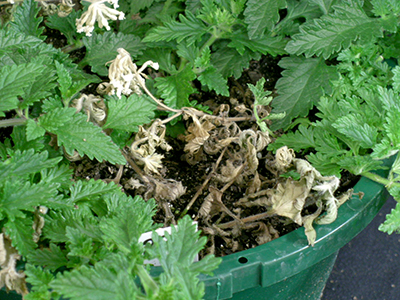 Death of verbena