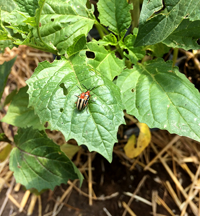 3-lined potato beetle