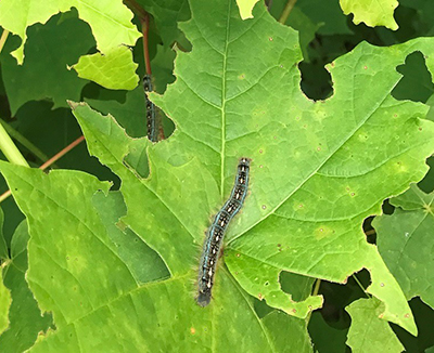 forest tent caterpillar