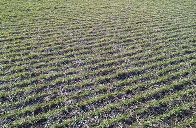 Wheat field