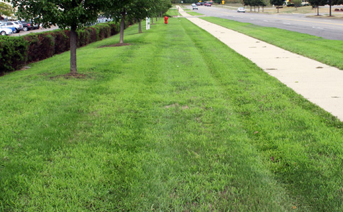Crabgrass