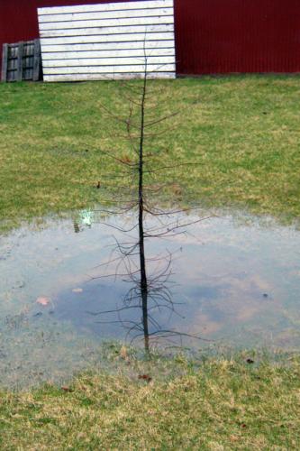 Bald cypress in wet setting