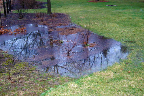 Michigan holly growing in a wet setting