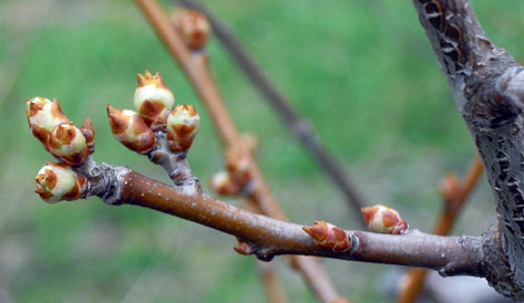 These Japanese plums are at late white side and are ready to burst open.