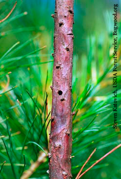 Emergence hole of a white pine weevil.