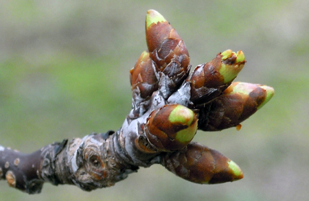 Green tip in Montmorency tart cherries is common throughout the region.