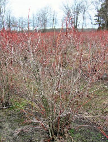 Damaged blueberry bushes from winter